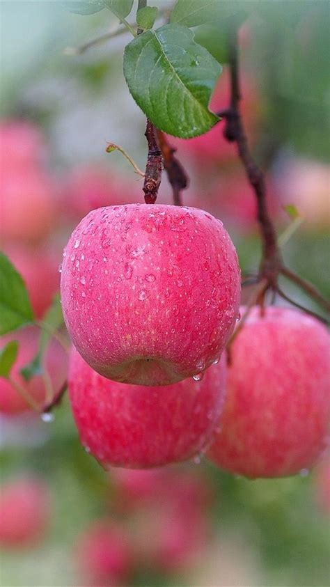 Red Apple Tree Wallpaper