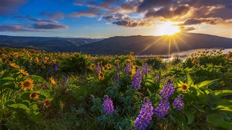 Wallpaper Sunlight Landscape Sunset Nature Grass Sky Field