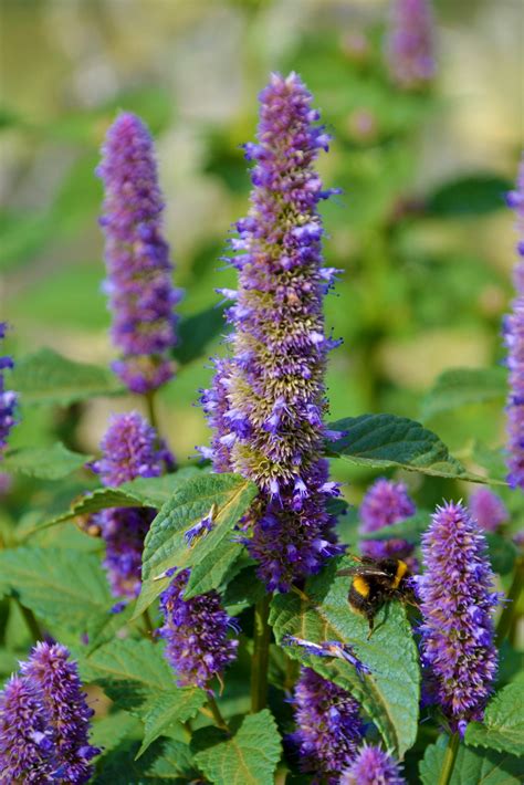 Seed Freaks Herbs Anise Hyssop Seedfreaks Sow The Change You