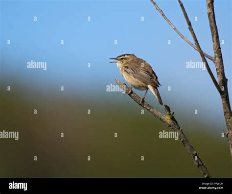 Sedge Warbler Acrocephalus Schoenobaenus Singing Bamburgh