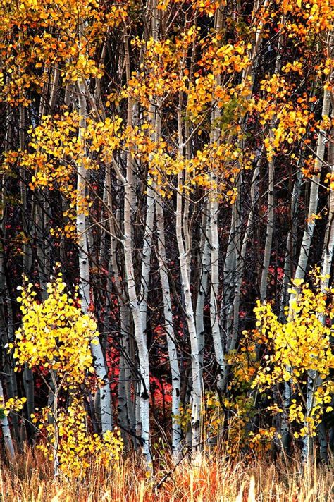 Fall Birch Trees With Autumn Leaves In Background Stock Image Image