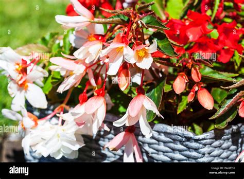 Details 100 Imagen Begonia Floracion Abzlocal Mx