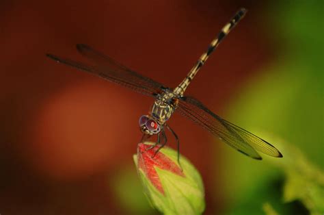 Dragonfly On Hibiscus Photograph By Leticia Latocki Fine Art America