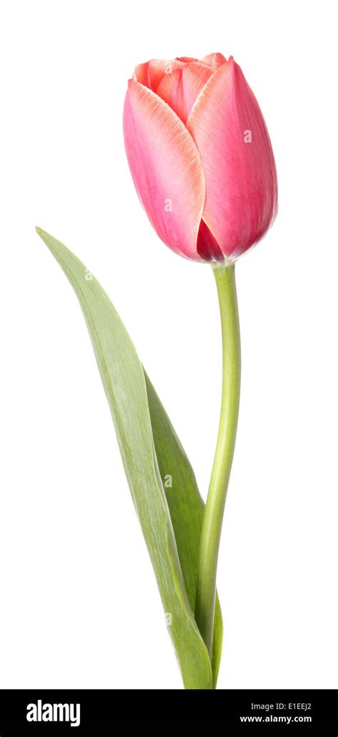 Tulips. Single pink flower isolated on a white background Stock Photo ...