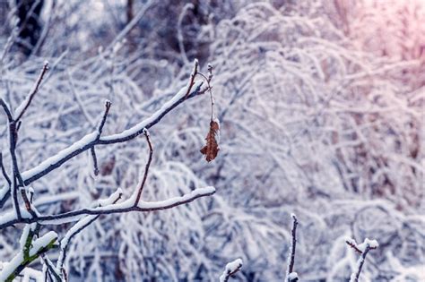 Ramos de árvores e arbustos cobertos de neve na floresta ao nascer do