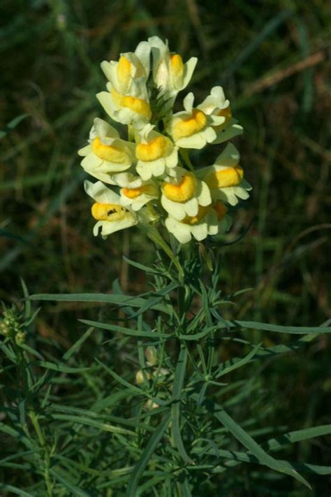 Linaria Vulgaris Burgenland Flora