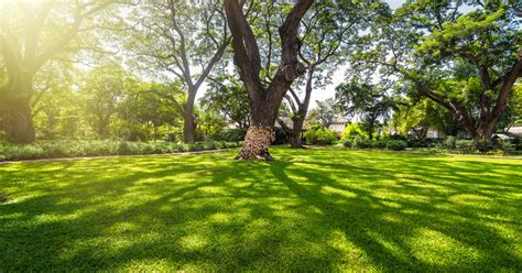 Best Grass Seed For A Shaded Lawn Barenbrug