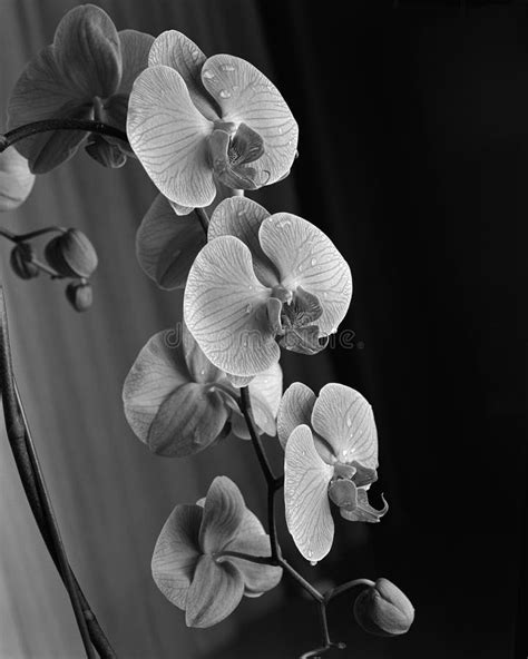 Orchids in black and white stock image. Image of film - 84297753