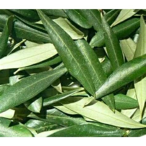 Jual Daun Zaitun Segar 1 Pouch Ukuran 50gram Shopee Indonesia