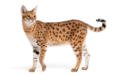 Top 13 Cat Breeds With Very Long Legs (With Pictures & Facts)