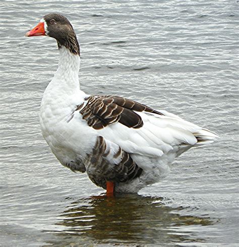 Cooling Off A Pomeranian Saddleback Goose Standing In The Flickr