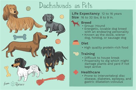 Dachshund Full Profile History And Care