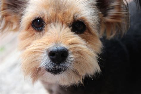 Jack Russell Yorkie Cross Jack Russell Terrier X Yorkshire Terrier