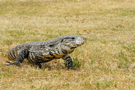 Argentine Black And White Tegu Info Pictures And Care Guide For