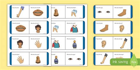 Parts Of The Body Loop Cards Professor Feito Twinkl