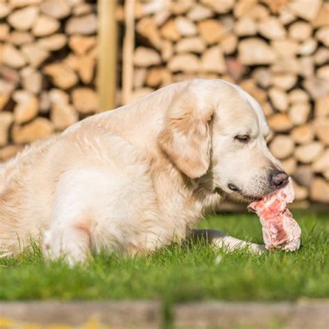 Que Tipo De Carne Cruda Pueden Comer Los Perros