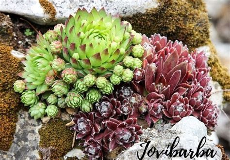 Jovibarba vs. Sempervivum | The Succulent Eclectic