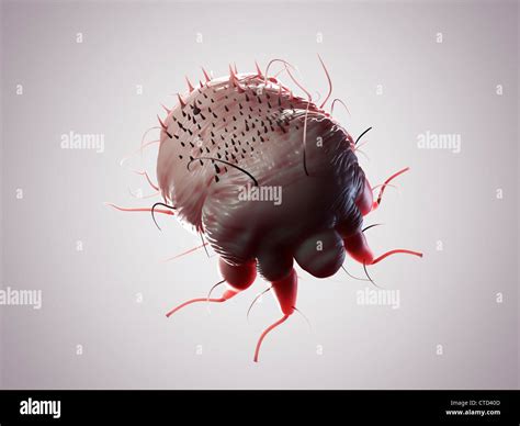 Scabies Mite Artwork Stock Photo Alamy