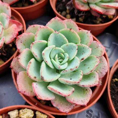 Echeveria Swirl Una Pianta Grasse Dalle Foglie Ondulate