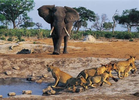 Parc National Du Niokolo Koba Au S N Gal Afroculture Net