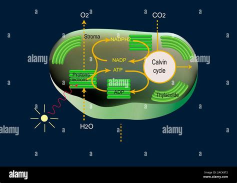 Photosynthesis. Artwork showing the process of photosynthesis within a ...