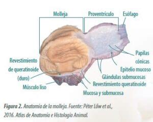 ᐈ Todo lo que debes saber sobre la molleja Qué parte de los animales