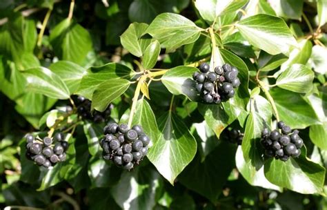 9 Surprising English Ivy Benefits (Hedera Helix)