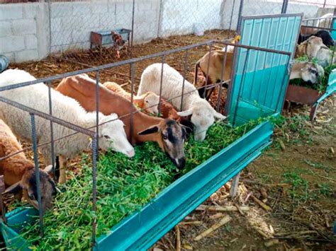 Mejora de prácticas pecuarias en ganado caprino Agricultura Sostenible