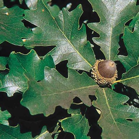 Quercus Lyrata - Overcup Oak - Tidewater Trees