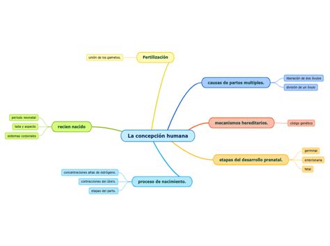 La Concepci N Humana Mind Map