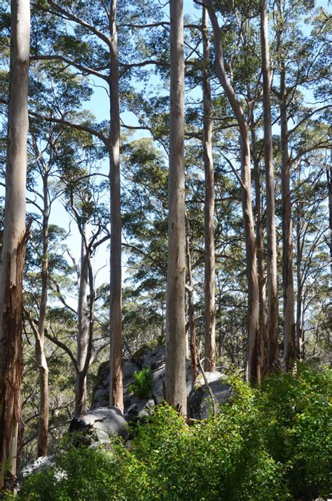 Karri Eucalyptus Diversicolor Photo Don Photos At Pbase