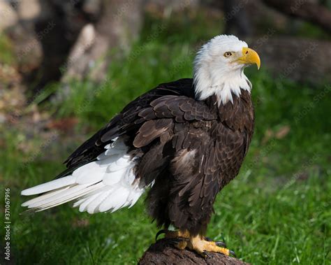 Bald Eagle Stock Photos Bald Eagle Close Up Profile View Displaying