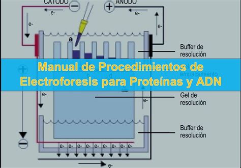 Manual de Procedimientos de Electroforesis para Proteínas y ADN