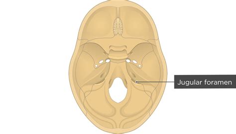 Temporal Bone Jugular Foramen