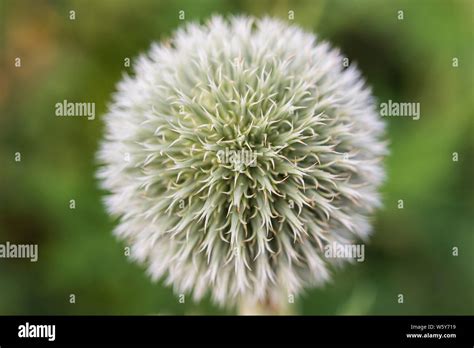 Globe Thistleechinops Seed Head In Close Up Stock Photo Alamy