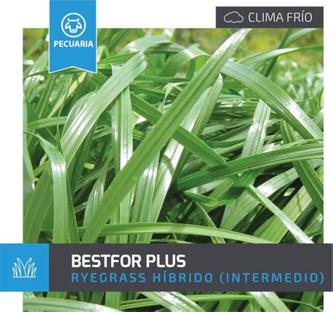 Semilla Forrajes Pastos Ryegrass Bestfor Pl Clima Frío 16 Lb Envío gratis