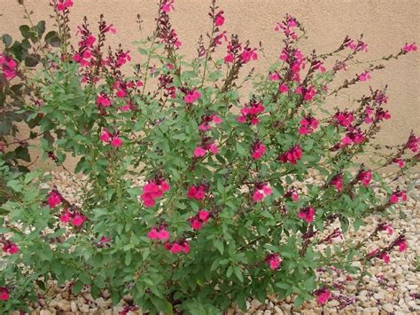 Salvia Greggii Wild Thing Southern California Garden Have Pinterest