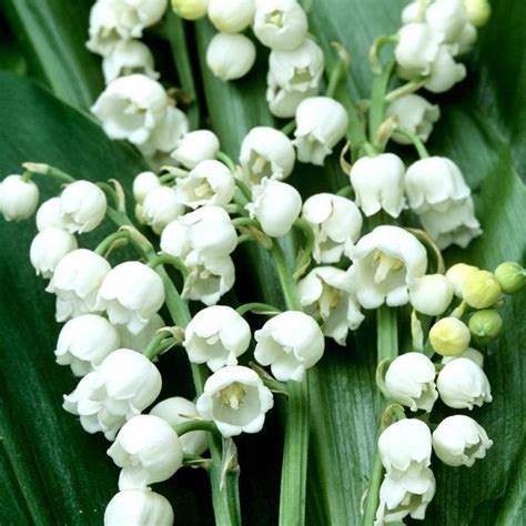 Muguet Planter Et Cultiver Ooreka