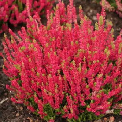 Вереск обыкновенный Дарк Бьюти С1,5 купить за 850 р. в садовом центре ...