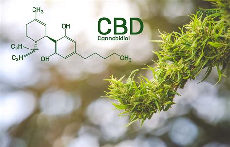 11 Surprising Benefits Of Cbd Edibles Green Flower News