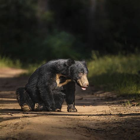 bear nature forest  photo  pixabay pixabay