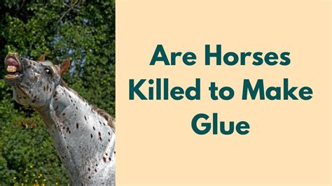 Is Glue Made From Horses Youtube