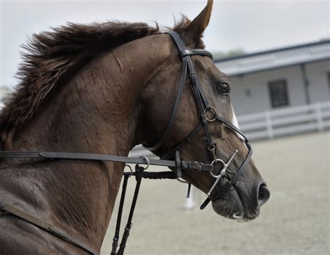 Chariot Racing: What Was It Like? - The Plaid Horse Magazine