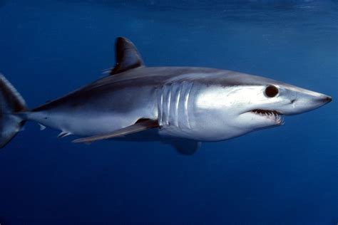 Entra En Vigor Veda A La Pesca De Tiburones Y Rayas En Los Litorales