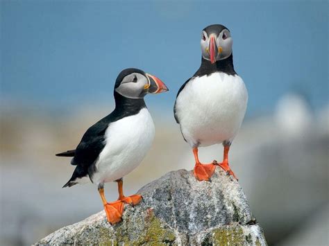 Puffin Wallpapers - Wallpaper Cave