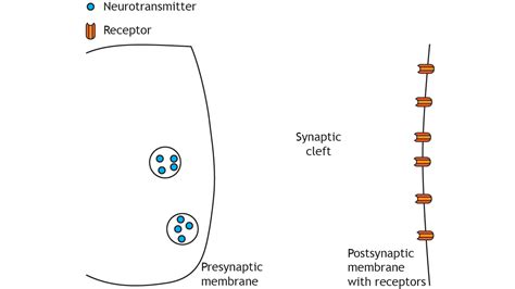 Synapse Structure Foundations Of Neuroscience