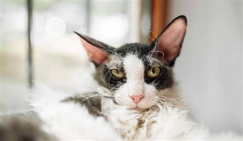 Cornish Rex Il Coccolone Di Casa Gattolicesimo