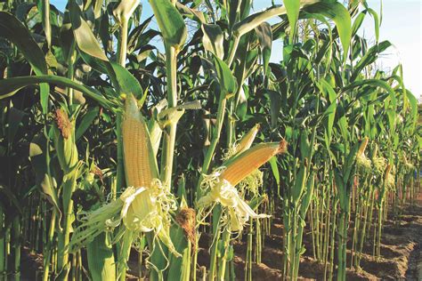 corn field, corn on the cob - Lakeside Foods Lakeside Foods