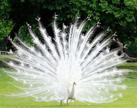 Random Musings: Albino Peacock