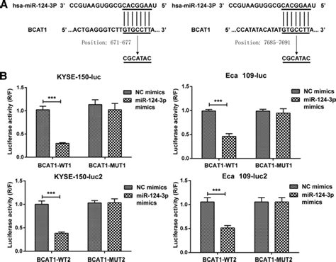 Hsa Mir P Targets To Utr Region Of Bcat Mrna A Bioinformatic